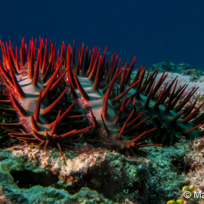 Crown-of-thorns starfish on the Great Barrier Reef.